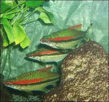 Quel est ce poisson ?