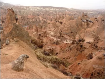 Terminons ce tour d'Orient dans le centre de la Turquie, en Cappadoce. Comment nomme-t-on, de manière poétique, ces formations rocheuses caractéristiques de cette région formées par la combinaison du volcanisme et de l'érosion ?