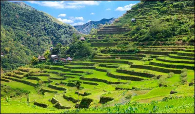 Autre paysage idyllique, à la fois naturel et sculpté par l'Homme, voici les rizières de Banaue, sur l'île de Luçon. Dans quel pays sommes-nous ?