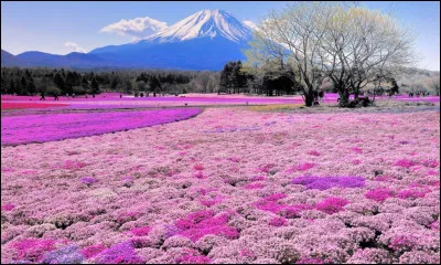Quelle île japonaise, la plus septentrionale de l'archipel, doit sa renommée à ses spectaculaires paysages de montagnes enneigées l'hiver et à ses tapis de fleurs au printemps ?