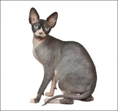 Originaire du Canada, ce chat est caractérisé par la quasi-absence de sa fourrure.