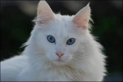 Cette race est originaire de Turquie. C'est le premier chat à poils longs arrivé en Europe.