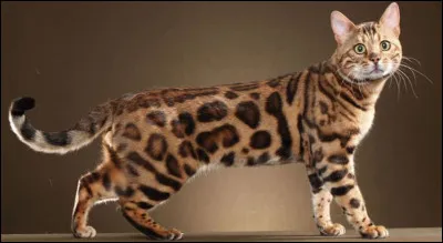 Originaire des États-Unis, ce chat est issu d'un croisement entre un chat sauvage et un chat domestique, il se distingue grâce à sa fourrure.