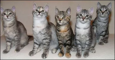 En Europe, cette race est souvent confondue avec les chats de gouttières.