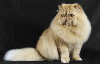 Cette race est la plus vendue dans le monde.