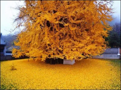 Quelle est ta saison préférée ?