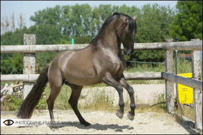 Quelle est cette robe ?