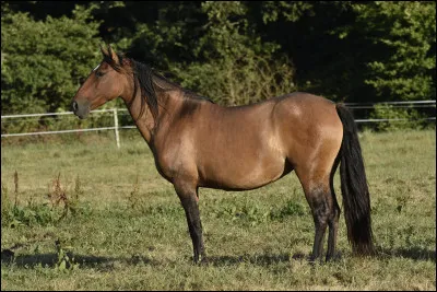 Quelle est cette robe ?