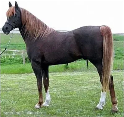 Quelle est cette robe ?