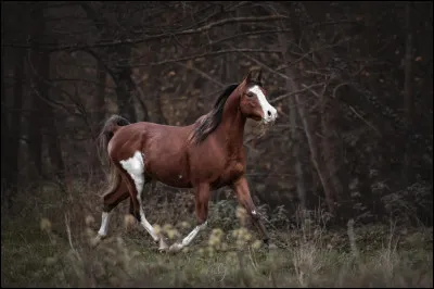 Quelle est cette robe ?
