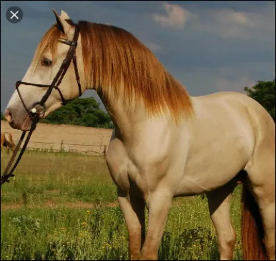 Ce petit cheval est de robe...