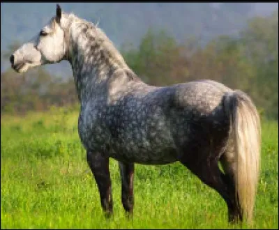 La robe de ce joli cheval est...