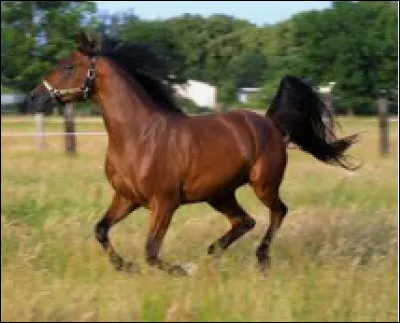 Quelle est cette robe ?