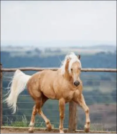 Quelle est cette robe ?