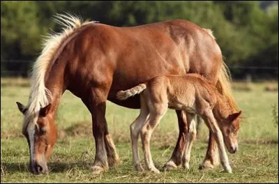Quelle est la robe de cette jument ?