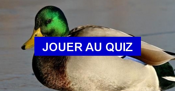 Quiz Les petits des animaux de la ferme