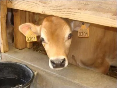 Le papa du veau s'appelle...