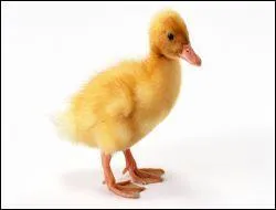 Le papa du caneton s'appelle...