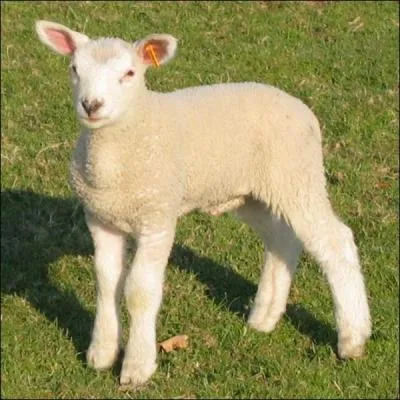 La maman de l'agneau s'appelle...
