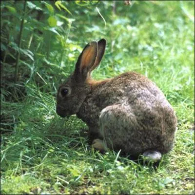 Le petit de la lapine s'appelle...