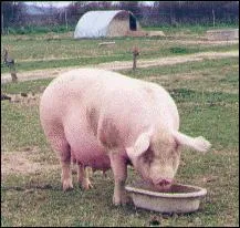 Le petit de la truie s'appelle...