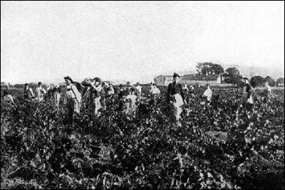 Quelle maladie a bien failli éradiquer la vigne à la fin du 19ème siècle en France ?