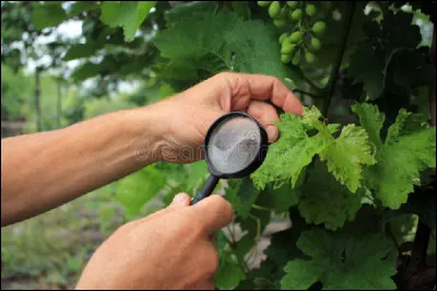 Quel est le nom de la science qui étudie la vigne, les différents cépages ?