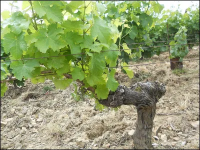 Quelle profondeur peut atteindre un pied de vigne ?