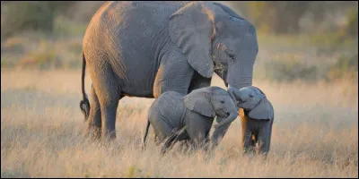 Les éléphants peuvent mourir....