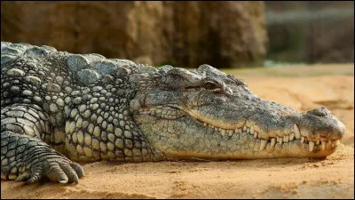 Le sexe du crocodile sera défini en fonction de l'emplacement de l'uf.
