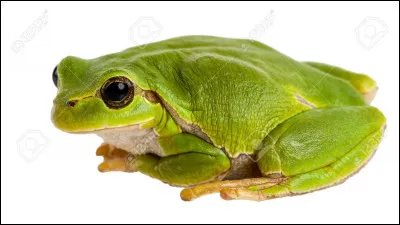 La grenouille a elle aussi une particularité...