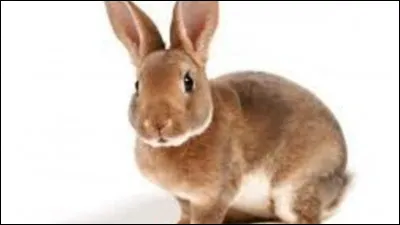Le lapin est doté d'une vision de...