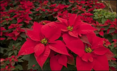 À quelle époque peut-on voir cette plante, la "Nochebuena" ?