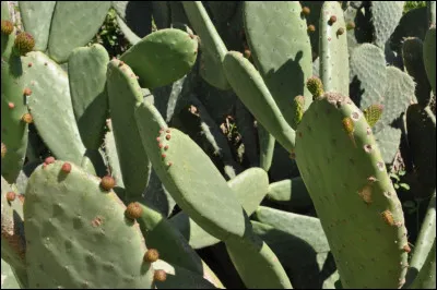 Quel est le nom de ce cactus, utilisé dans la cuisine traditionnelle ?