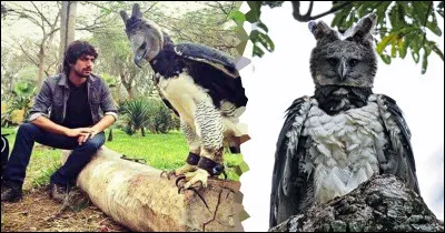 La harpie féroce vit en Orient !