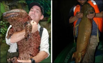 On trouve la salamandre géante en Orient !