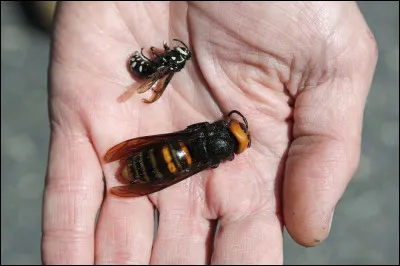 Le frelon géant est oriental !