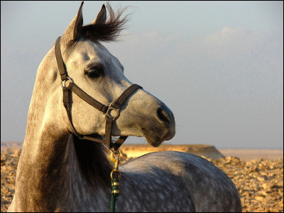 L'appellation "cheval oriental" désigne d'anciennes races développées au/à l' :
