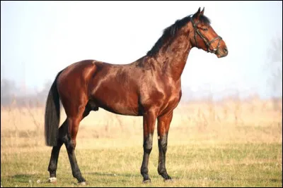 Le cheval oriental désignait d'anciennes races comme :