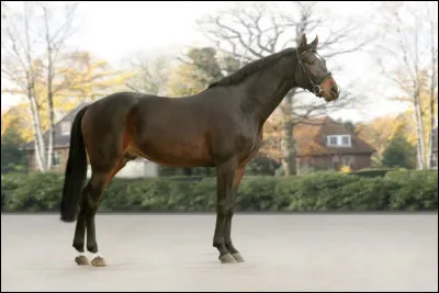 Les chevaux orientaux possèdent...