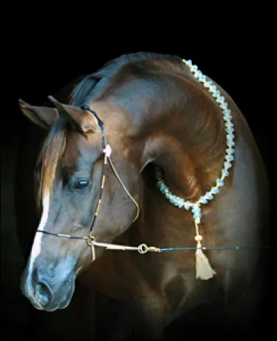 Pour quoi sont-ils particulièrement réputés ?