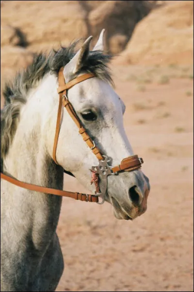 Lesquels de ces races ont joué un rôle significatif dans la naissance du Pur-sang ?