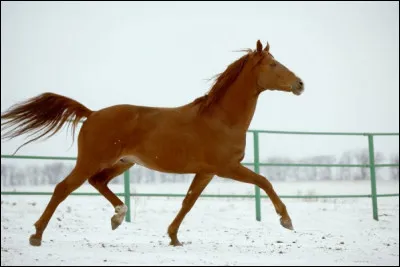 Les chevaux orientaux étaient des chevaux à...