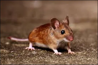 Quel gibier préfères-tu ?