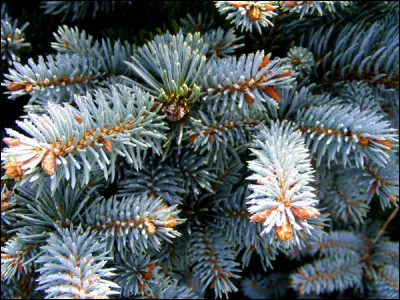 L'épicéa bleu est une variété de sapin.