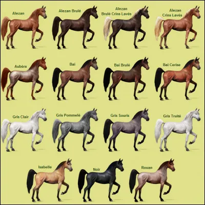 Equideow est un jeu sur les réseaux sociaux.