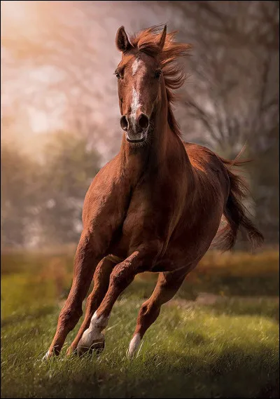 Parmi les puzzles Clementoni, il y a un puzzle de 500 pièces qui représente un cheval blanc galopant dans l'eau.