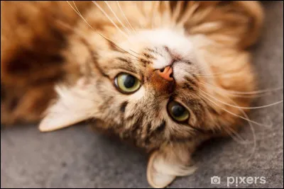 "La viande que le chat emporte ne revient jamais dans l'assiette" est un proverbe africain.