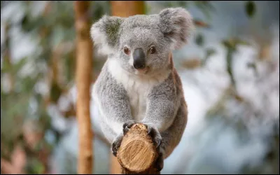 Le koala est originaire de Nouvelle-Zélande.