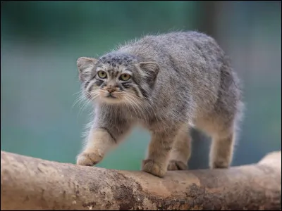 Le deuxième nom du Manul est "Chat de Nandou".